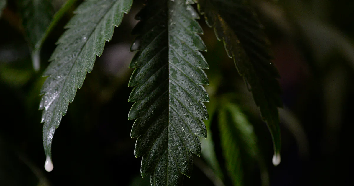 Here Are The Countries Where Marijuana Is Legal In Some Form Here are the countries where marijuana is legal in some form