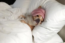 A dog with a wet cloth on its head sleeping in bed with a blanket over him 