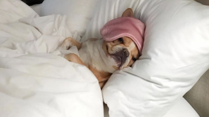 A dog with a wet cloth on its head sleeping in bed with a blanket over him 