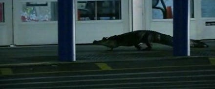 An alligator walking through a parking lot at a Florida Wal-Mart