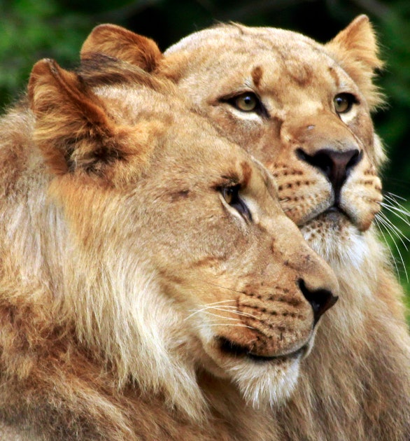 Photographer Captures 2 Male Lions Having Sex — Ignoring Lionesses 