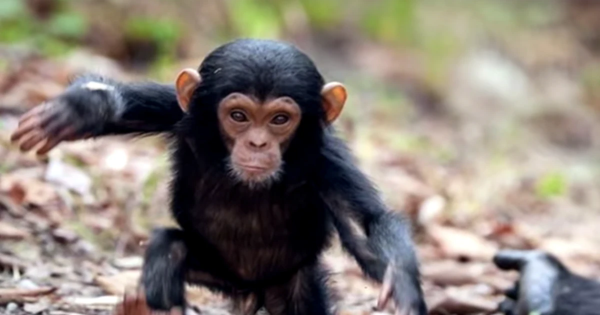 10 Tiny Animals That Could Actually Kill You
