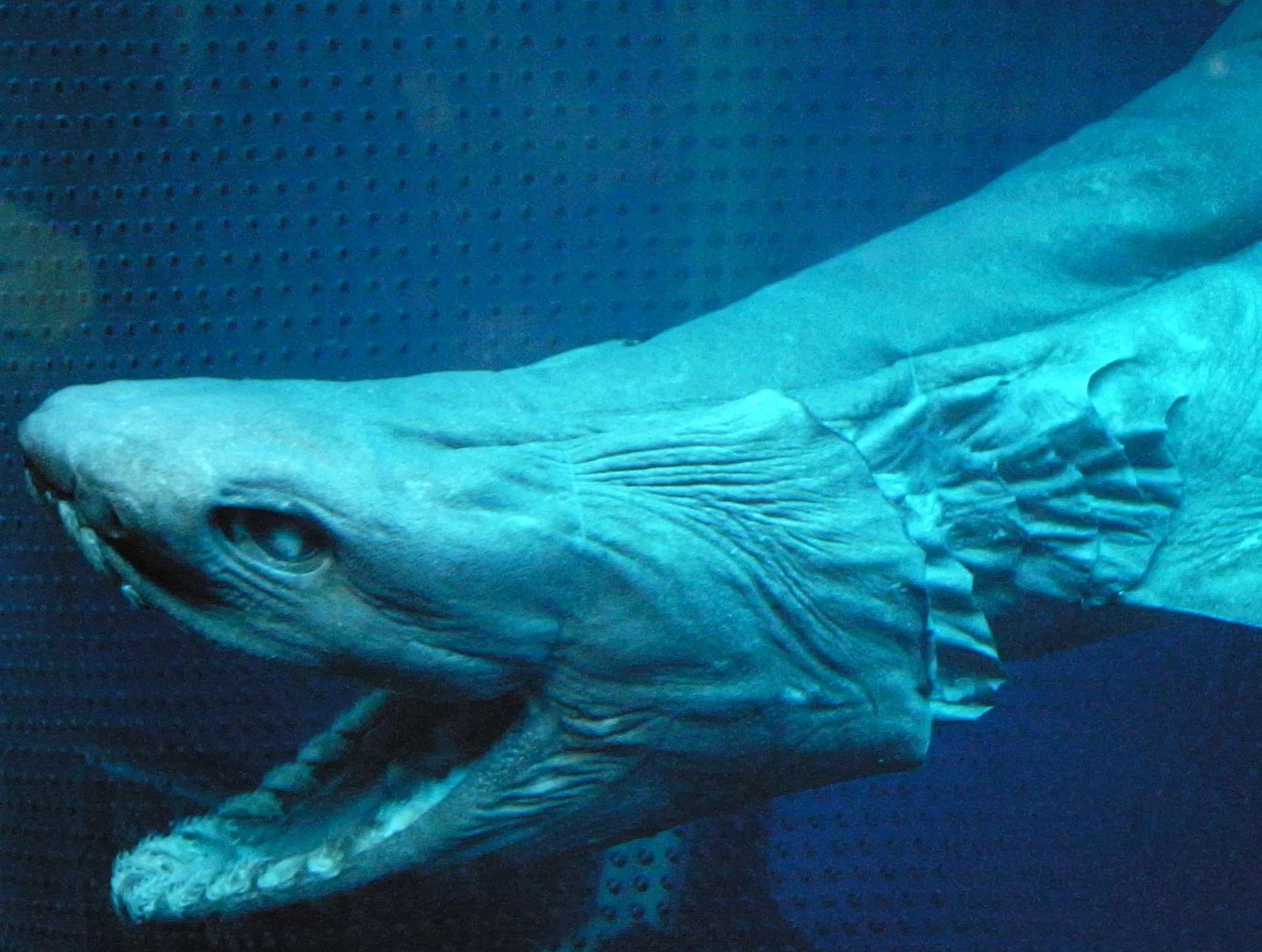 10 Deep Sea Creatures That Prove Aliens Are Here on Earth