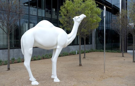 A white camel sculpture that will cost U.S: Taxpayer $400,000