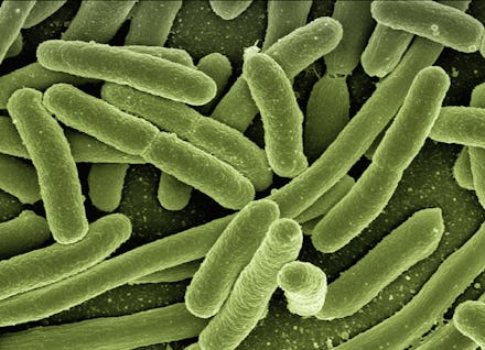 A closeup of a bacteria called Enterococcus faecium as if looked at through a microscope