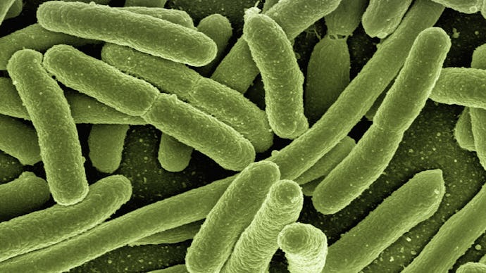 A closeup of a bacteria called Enterococcus faecium as if looked at through a microscope