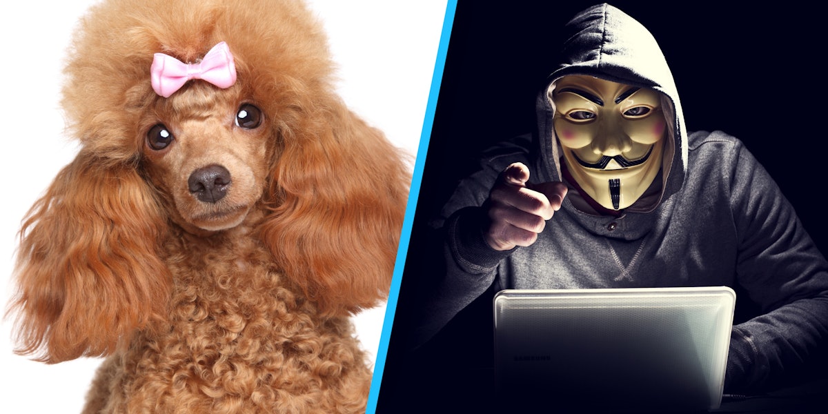 Meet Poodlecorp The Pokemon Go Hackers With A Plan To Make Society Crumble - cripthe poodle hacked roblox