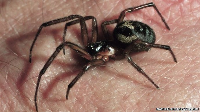 Deadly Spider standing on someones hand
