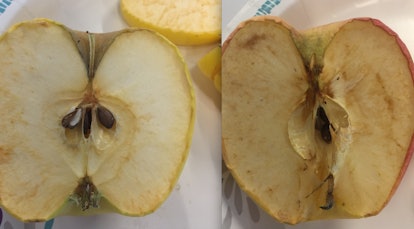 Opal apples are the non-browning apples you never knew you always