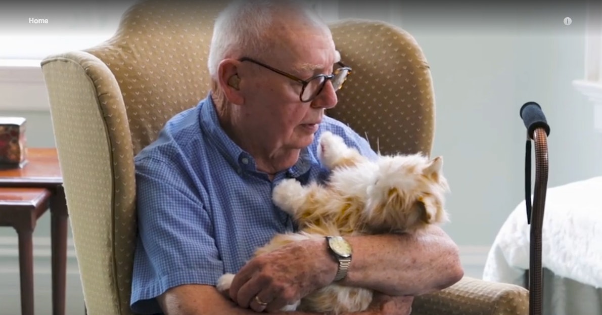 robotic cat for elderly