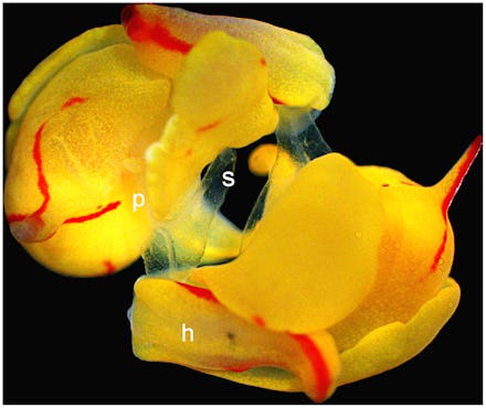Sex of two sea slugs