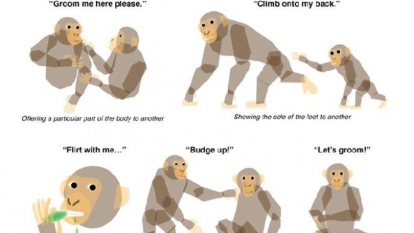 Scientists Have Translated Chimpanzee Language — Here's What They're Saying