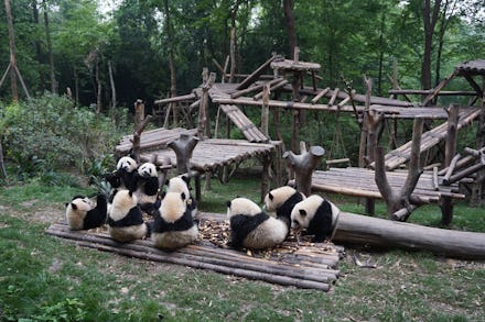 A place in China where you get to hang out with Pandas