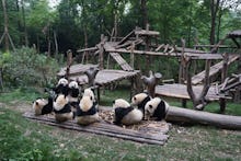 A place in China where you get to hang out with Pandas