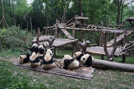 A place in China where you get to hang out with Pandas