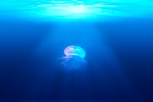 A massive jellyfish beneath the surface of the water