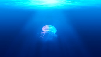 A massive jellyfish beneath the surface of the water