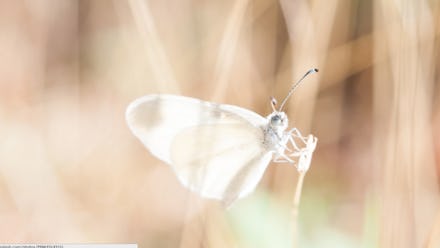 A white moth seen through blurry vision
