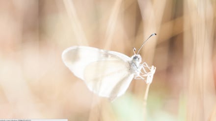 A white moth seen through blurry vision