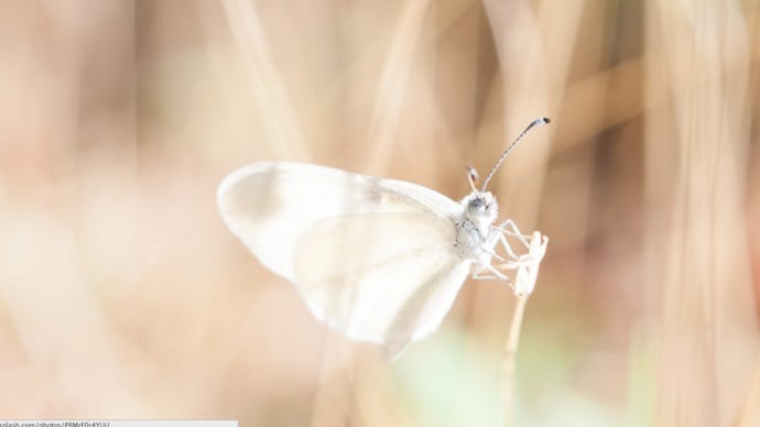 A white moth seen through blurry vision