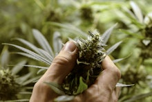 A hand holding a marijuana plant in the middle of a marijuana plantation