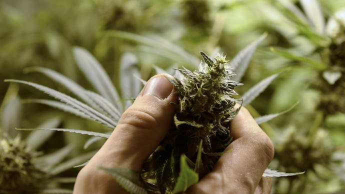 A hand holding a marijuana plant in the middle of a marijuana plantation