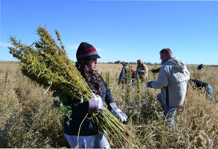A group of people collecting cannabis plant in the field.