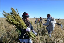 A group of people collecting cannabis plant in the field.