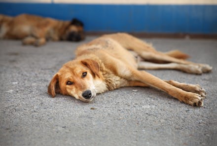 Two shelter dogs lay on the ground during a hot day, one is asleep the other looks at the camera