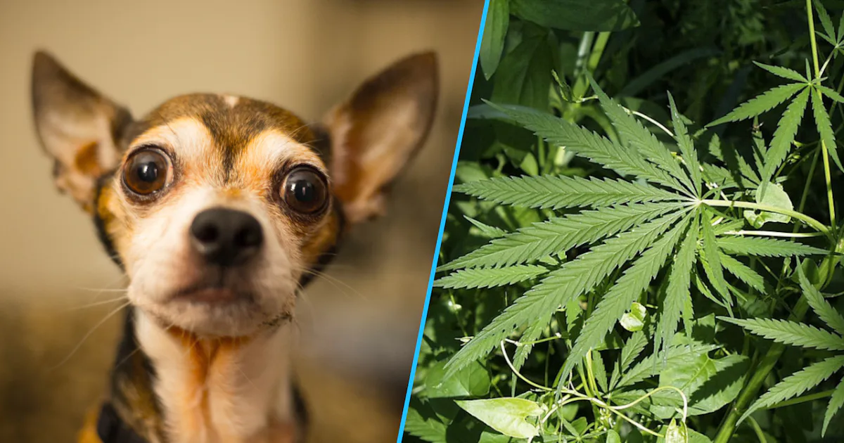"Weed for Pets" Is a Real Thing — And Your Dog Will Probably Love It