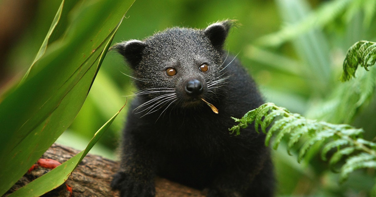 The Bearcat Is a Real Animal and It Smells Like Buttered Popcorn