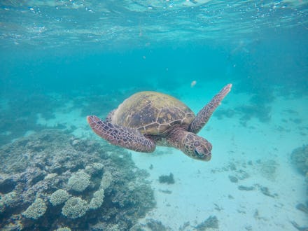 A turtle swimming at Australia’s Ningaloo Reef 