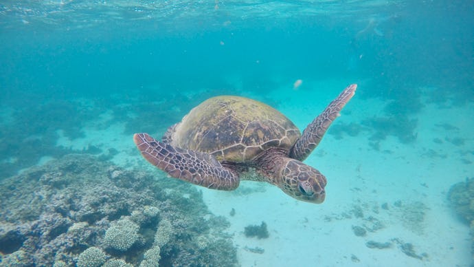 A turtle swimming at Australia’s Ningaloo Reef 