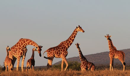 Two adult and three baby giraffes in a field in the Safari