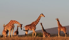 Two adult and three baby giraffes in a field in the Safari