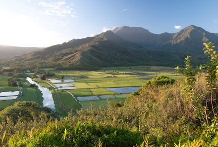 Fields of GMO crops in Hawaii