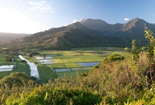 Fields of GMO crops in Hawaii