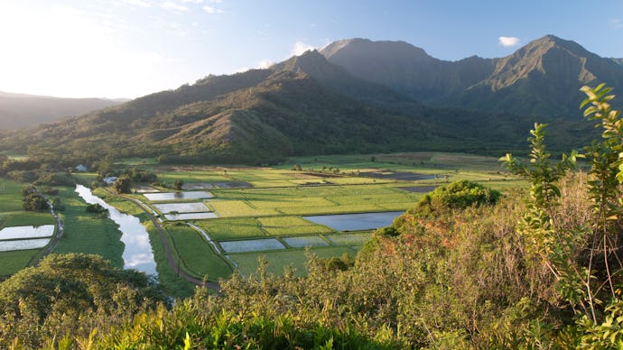 Fields of GMO crops in Hawaii