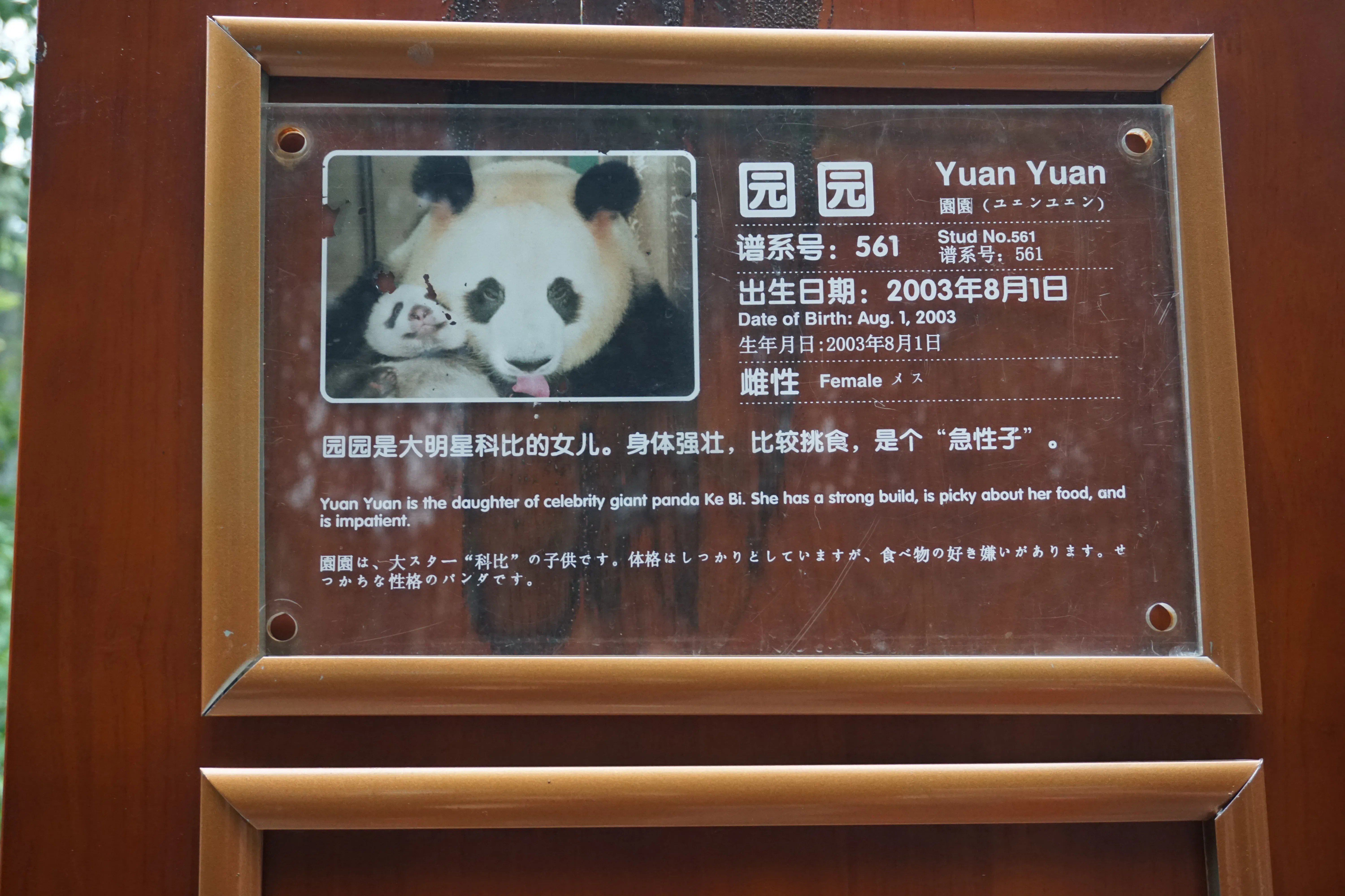 Why you should travel 15 hours to China to hang out with pandas