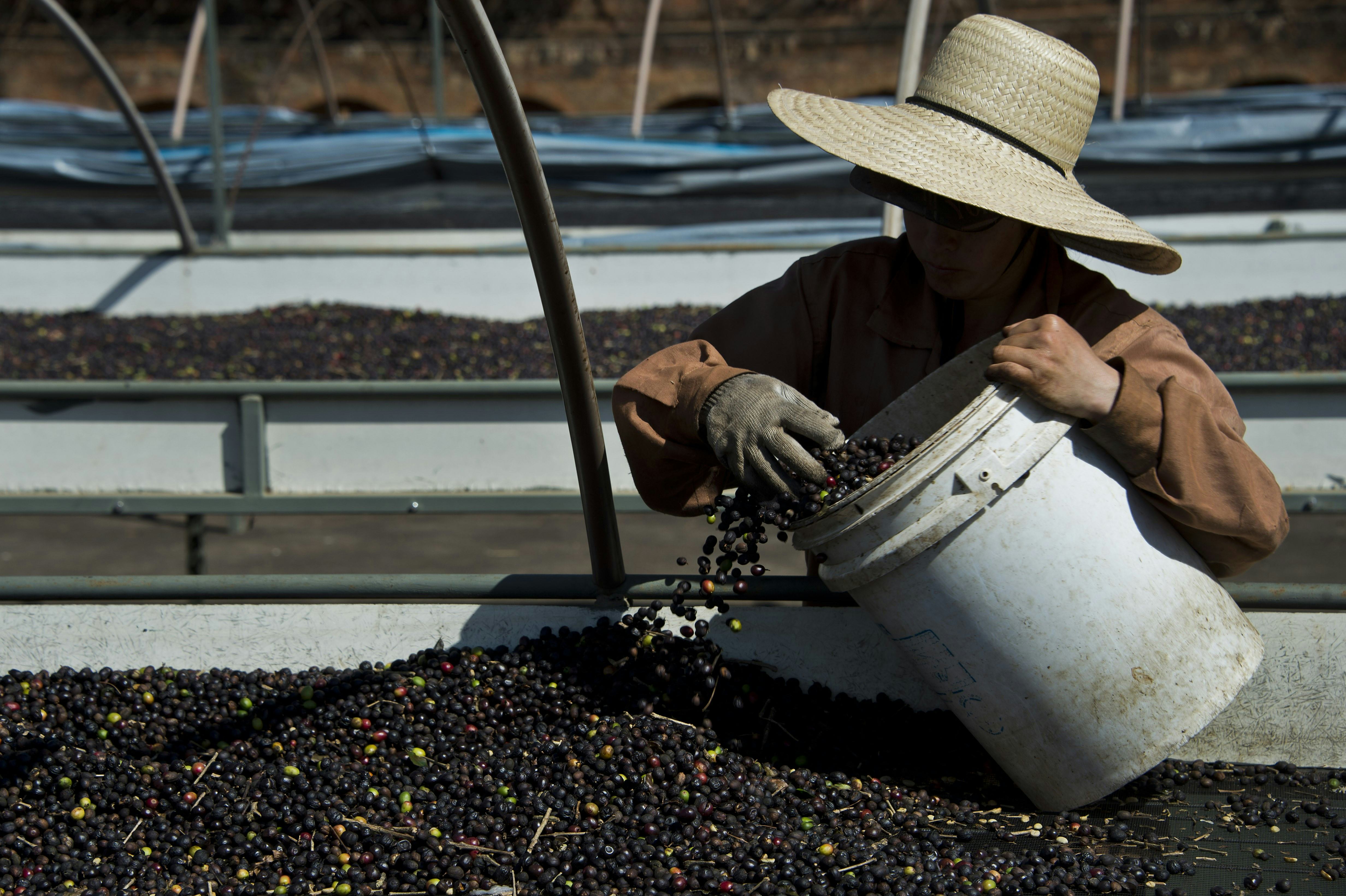 Coffee Is Getting More Expensive Now Because Of Drought In Brazil