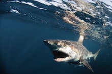 A shark swimming close to the sea surface level