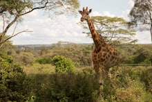 A giraffe in Nairobi, Kenya's safari scene