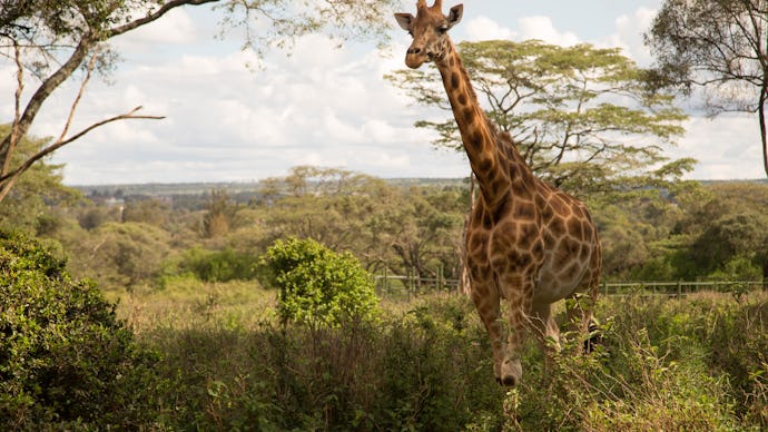 A giraffe in Nairobi, Kenya's safari scene