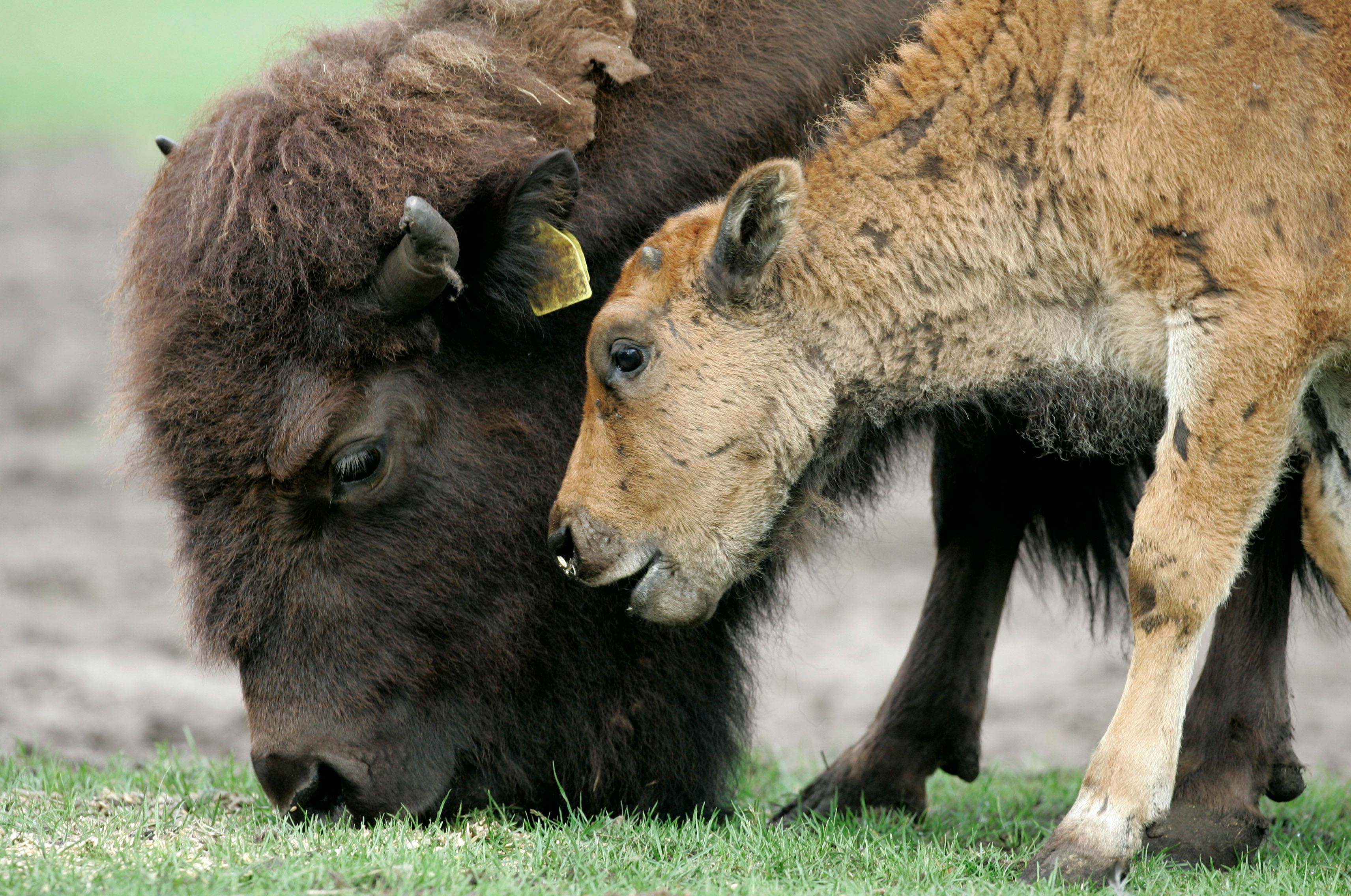 These Tourists Accidentally Got A Baby Bison Killed At Yellowstone ...