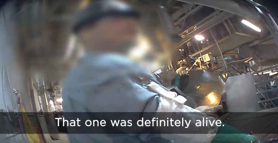 Undercover Slaughterhouse Footage Shows Horrific Animal Abuse