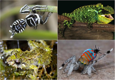 The Mutable Rain Frog, a Miniature Dragon, Sparklemuffin and Skeletorus