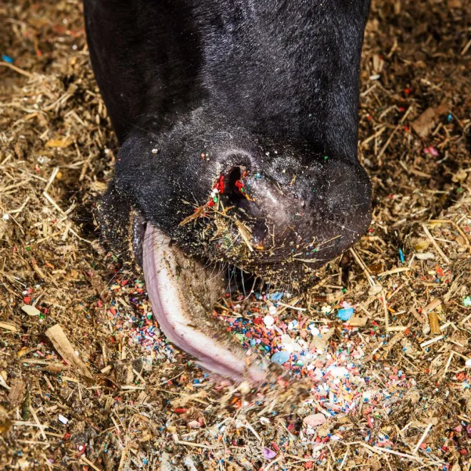 Farmers really do feed their cows Skittles — here's why