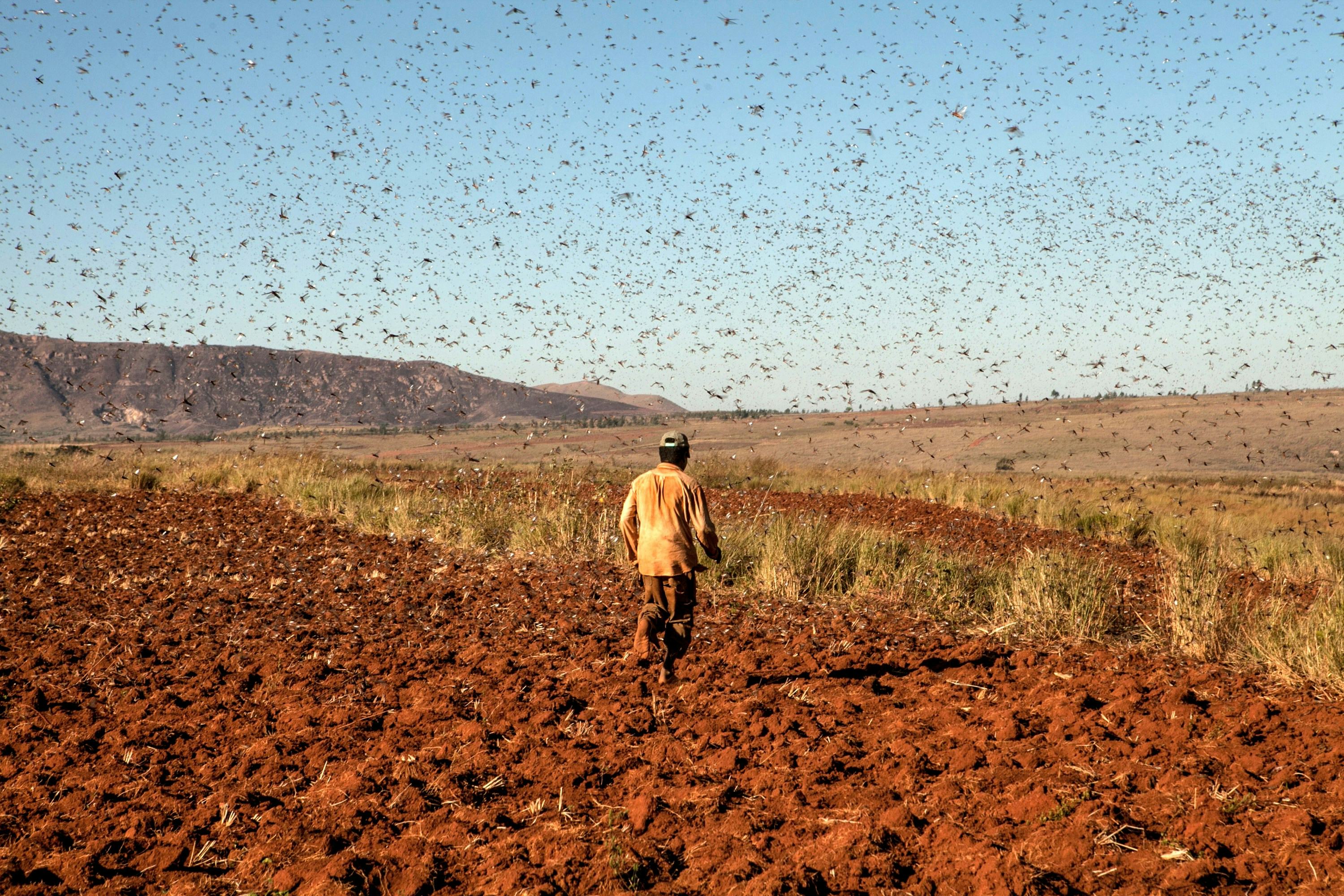 Terrifying Images Show a Massive Plague of Locusts Descending on Madagascar