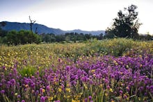 A field of flowers that bloomed in California after the wildfires