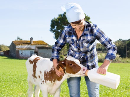 A millennial farmer feeding a cow from a large bottle in a field